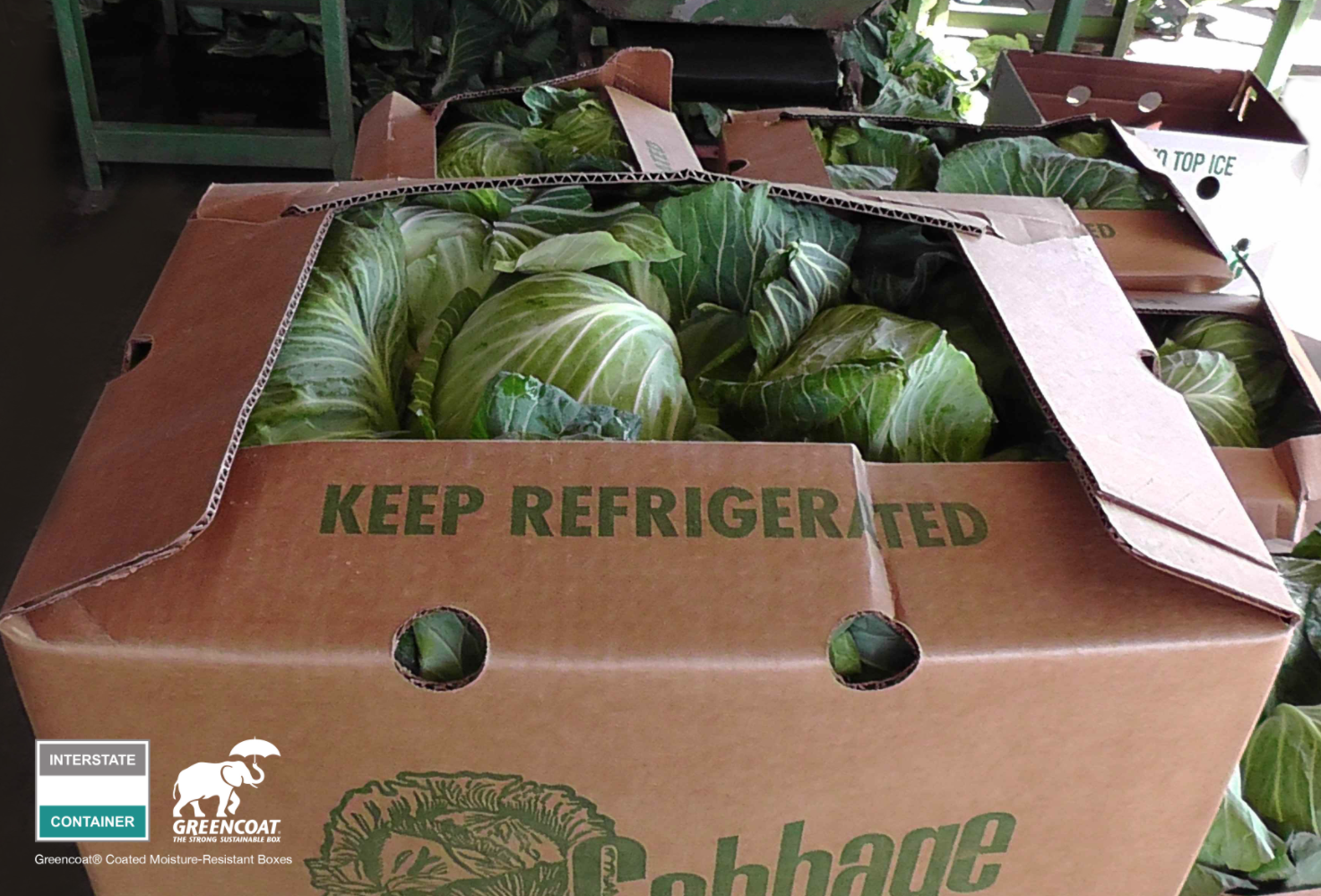 Greencoat® Wax-Free Boxes Successfully Tested During Global Green USA Cabbage Trials